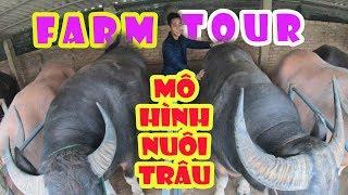 FARMTOUR MÔ HÌNH NUÔI TRÂU VỖ BÉO