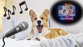 DOG KARAOKE - Topi the Corgi