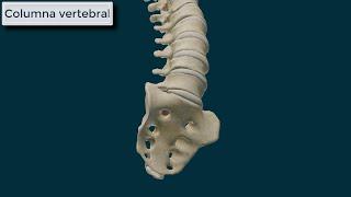 Columna Vertebral. Generalidades