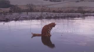 Котейка на льду. Кот смешно бегает по льду.
