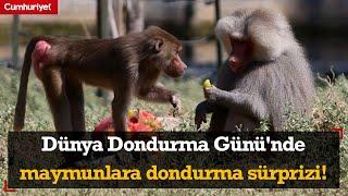 Dünya Dondurma Günü'nde maymunlara dondurma sürprizi!