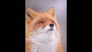 fox cute and lovely video #fox #cutefox  #foxy #foxfun #shortviralvideo #funny