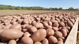 The Garden Gurus - Planting your own Potatoes