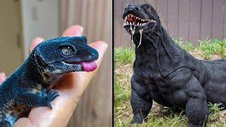 ANTES Y DESPUÉS DE ANIMALES CRECIENDO. INCREÍBLES TRANSFORMACIONES DE ANIMALES