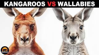 What Is The Difference Between Kangaroos And Wallabies?