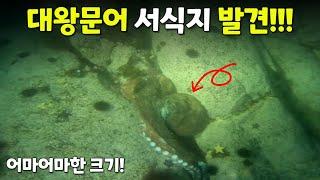 대왕문어 서식지 발견!!!
