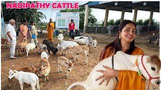 Nadipathy micro & Nano Cattle | 1 to 2 Feet Height | #miniature #trending #minicows #yt #youtube