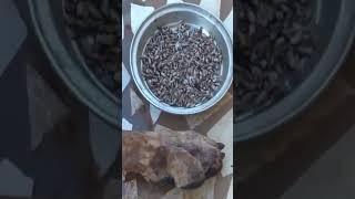 Mangoworms / Maggots Removing From Dog  #Shorts