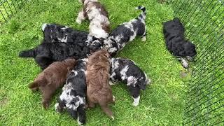 Layla’s Aussiedoodle Puppies