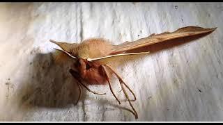 The feathered thorn (Colotois pennaria)  Geometridae.  Greece  22.10.2018