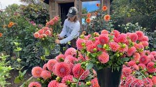 Planting Fall Cut Flowers, Dahlia Flower Stand, New Keyhole Garden Design