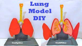 respiratory system (lung ) model 3d for science exhibition project | cardboard waste | craftpiller