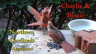 Northern Cardinals have an Argument  Charlie & Bessie | CLOSE UP Hi-Def【4K】