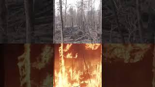 Forest Fire VFX  #shorts