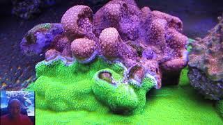 Tim's Beautiful 400 Gallon Reef - 1 Year Later - Coral Eye Candy -  AmericanReef Reef Keeping Video