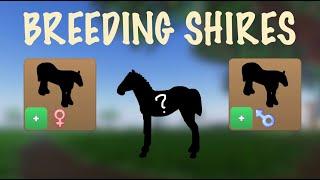 BREEDING SHIRES | Wild Horse Islands | Roblox