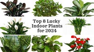 Top 8 Lucky Indoor Plants 2024 | Feng Shui Plants for Positive Energy | Lucky Houseplants