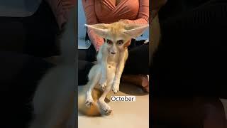 One year with a Fennec Fox! 