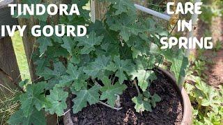 How to care for Tindora II Ivy Gourd II Koval II in Spring and Summer