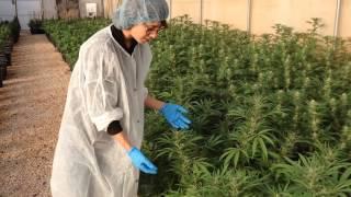 Israel reveals specialized medical marijuana strains