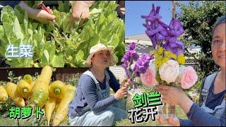 园子里 鲜花蔬果双收获  紫色剑兰  生菜萝卜 豆子蓝莓吃不完 鸡肉无油烟午餐 【Garden Time 田园生活分享】2024 7