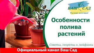 Особенности полива растений летом и зимой. Ваш сад