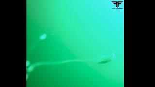 FOX FISHING 4K. Underwater Camera of Lake Trout in Georgian Bay. Over 220 fish in 4 hours!!!