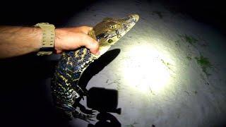 Pescando muchas especies en el AMAZONAS, yakare y pirañas. PESCA Y COCINA pesca urbana