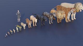 Big Cat size comparison  | Tiger VS Lion #animals