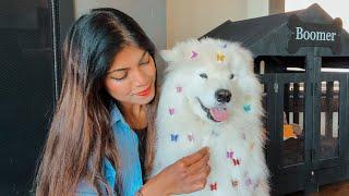 Style my SAMOYED'S hair with me | Answering our most asked questions - Boomer's origin story