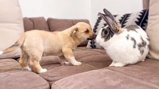 Puppy Meets Giant Rabbit for the First Time