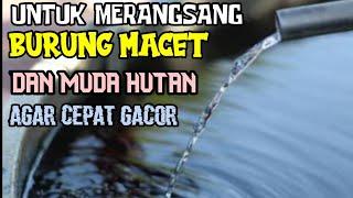 TERAPI AIR KERAN ( Air Mengalir ) || AMPUH ||   UNTUK BURUNG MACET DAN MUDA HUTAN Agar Cepat Bunyi