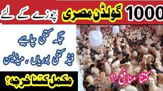 1ہزار چوزے کی مکمل فیزیبیلٹی رپوٹ منافع اور خرچہ کی مکمل تفصیلات جانیئے || By Dr.Saad