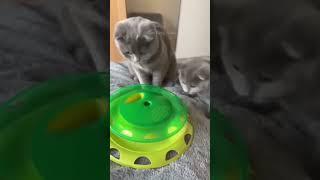 @cat funny folder..cat funny fails #cat #animals #funnyshorts #funnyclip #cool