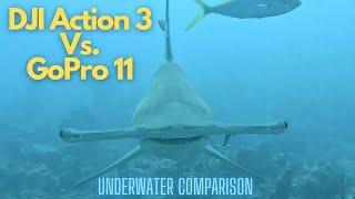 DJI Action 3 Vs. GoPro 11 | Hammerhead Shark Close up