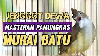 Cucak Jenggot gacor masteran pamungkas murai batu !!