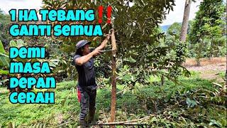 TOP WORKING DURIAN AGAR PANEN LEBIH CUAN