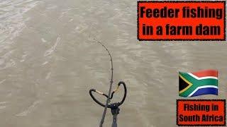 Feeder fishing for tiny carp in a farm dam/pond