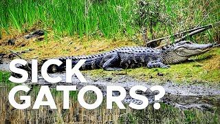 PFAS "forever chemicals" are making alligators sick | Sci NC