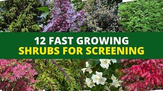 Privacy Hedges: 12 Fast Growing Shrubs for Screening 