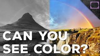 How Do We See Color?