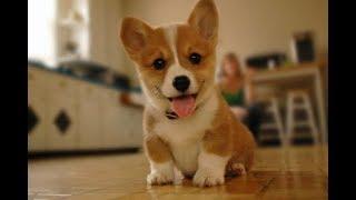 Funny Corgi Video Compilation | Cutest Corgis of 2018