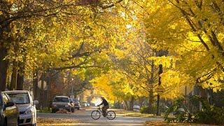 Landscape Architecture: The Art & Science of Trees with Heather Clendenin and LAN Graduates