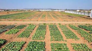 Pakistani expat learns growing Chinese cabbages in east China