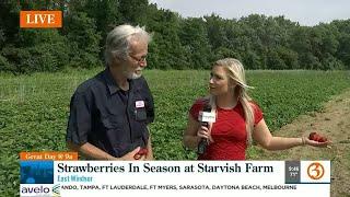 Berrylicious at Starvish Farm