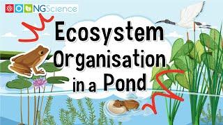 Ecosystem Organisation in a Pond
