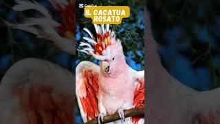 Il cacatua rosato