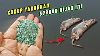 Cukup Taburkan Bubuk Ini Saja,RUMAH BEBAS DARI TIKUS SELAMANYA !! Bubuk Hijau Pengusir Tikus