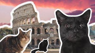 Rome's Ancient Cat Sanctuary