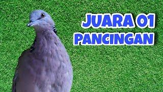 Derkuku Djawa Gacor Suara Bening, Juara 01 Pancingan